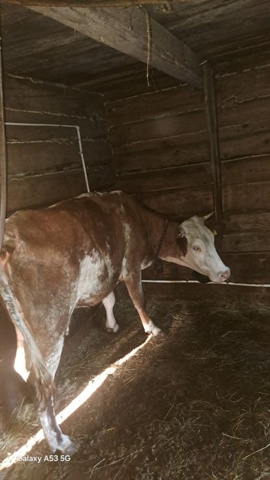 Vacă cu vitel de vînzare tînărâ la prima fătare