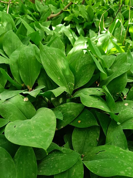 Продам ландыши белые