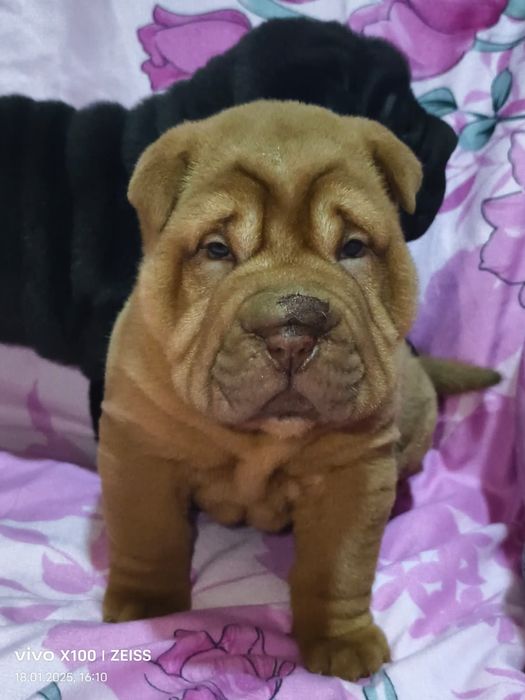 Продам щенков породы шарпей