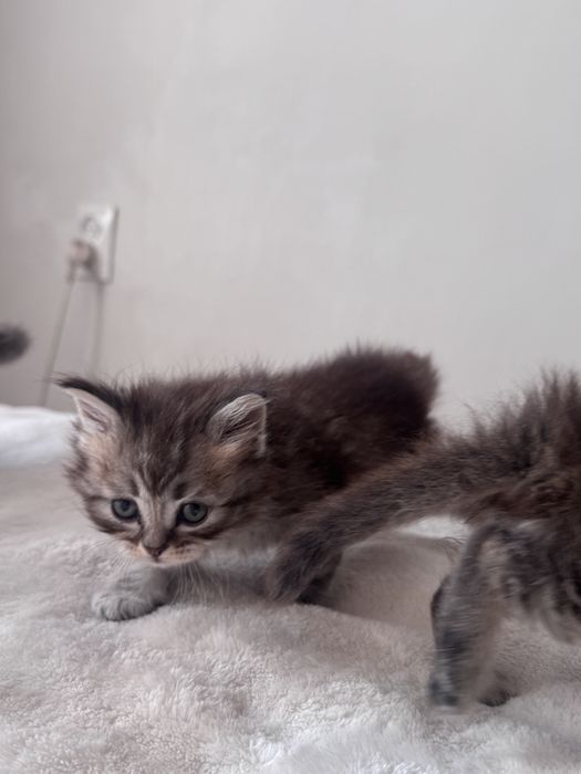 Британские котятки