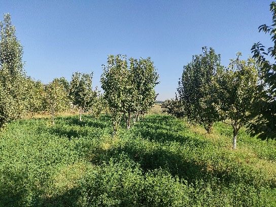 Чиноз туманида 40сотих ер участка сотилади арзон