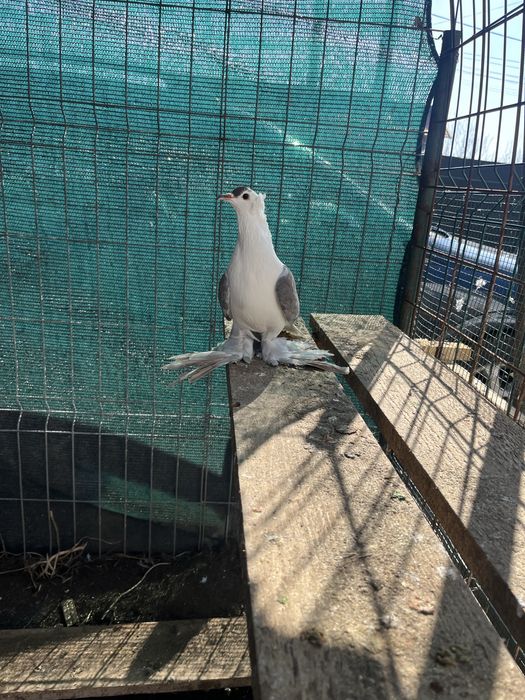 Porumbei de ornament