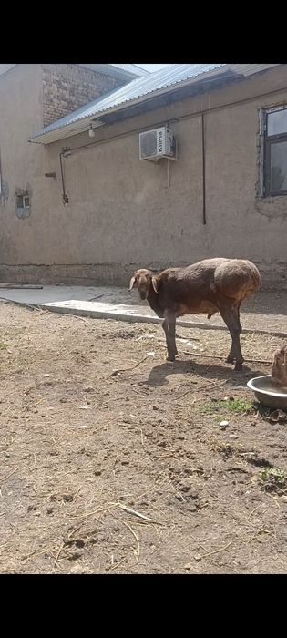 Қой сатамын  Алтынтөбе  Бадам