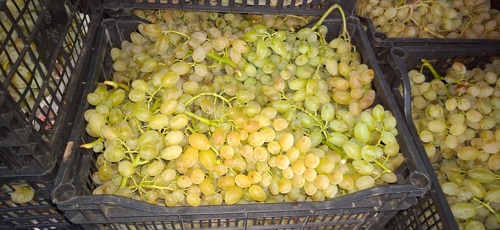 Продавам десертно и винено грозде
