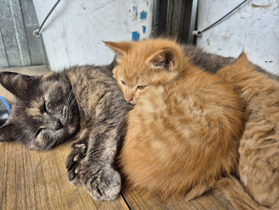 котята в добрые руки