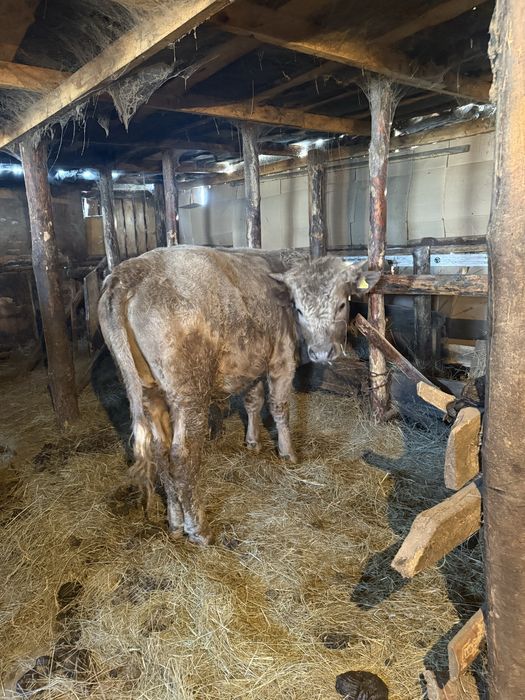 Продам бычка телку