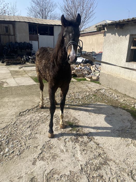 Тай сатылады 10айлык