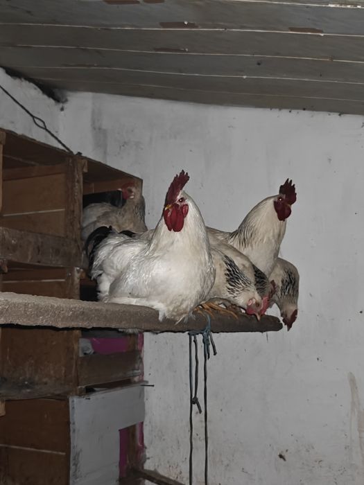 Адлер порода яйцо