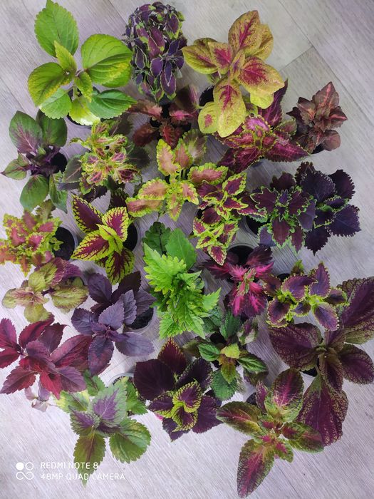 Колеусы вегетативные