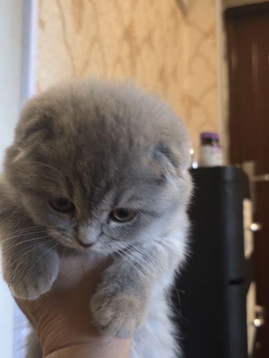 шотландская вислоухая кошка (скоттиш-фолд) с окрасом голубой (черно- с
