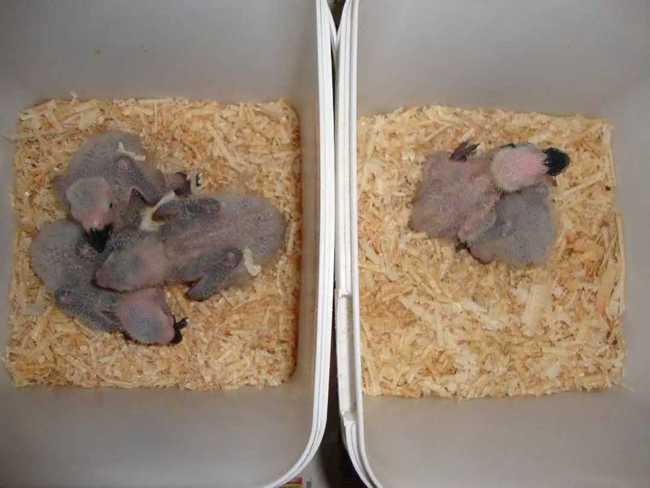 Папагали Кралско жако -ръчно хранени