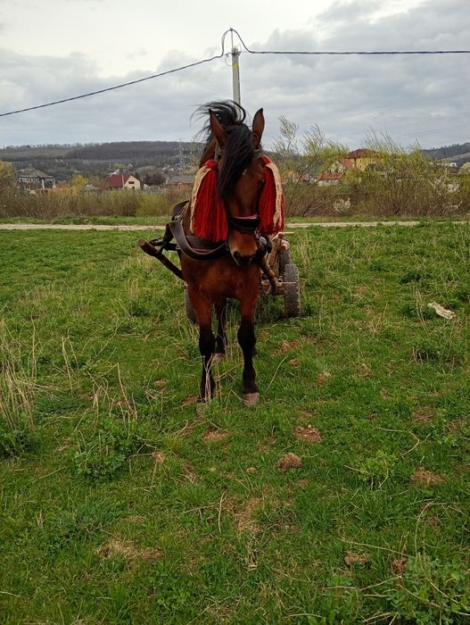 Vând Mânz de 2 ani