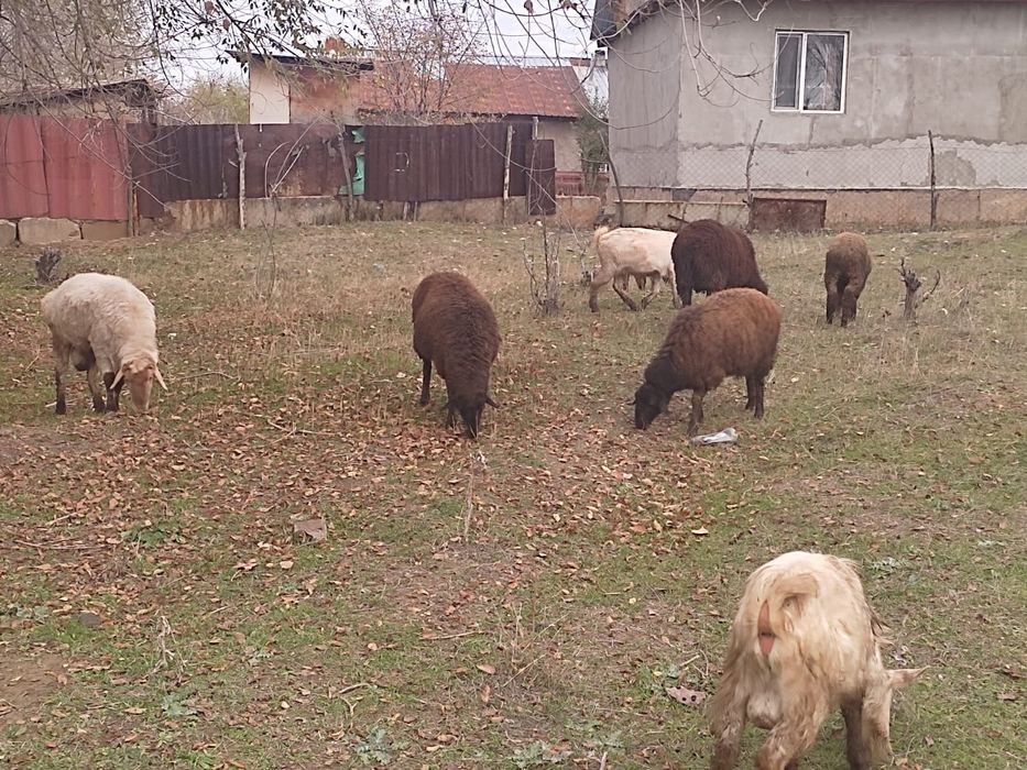 Продаю занейских коз и баранов.