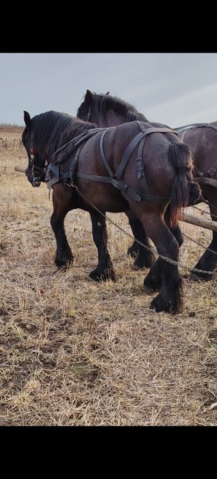 Mânz disponibil în mai face doi ani