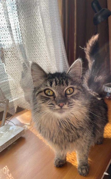 Котята бесплатно