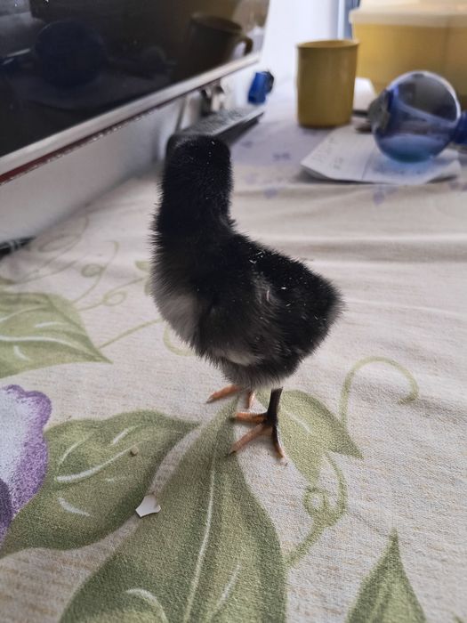 Puișori australorP negru
