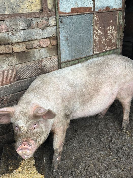 Продавам младо прасе