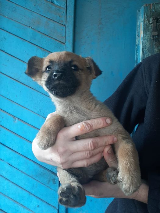 отдам щенят щенят