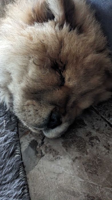 Vând!! Chow Chow
