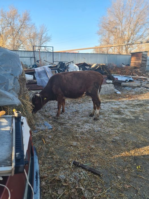 Коровы продаётся срочно