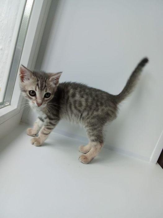 Котёнок в добрые ручки