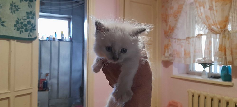 Отдам котят даром