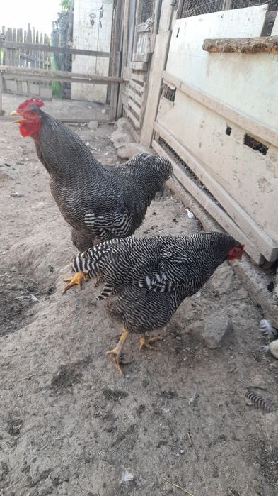 Vhnd 2 gaini si un cocos roc barat cocosu 200 lei si gaina 150 lei
