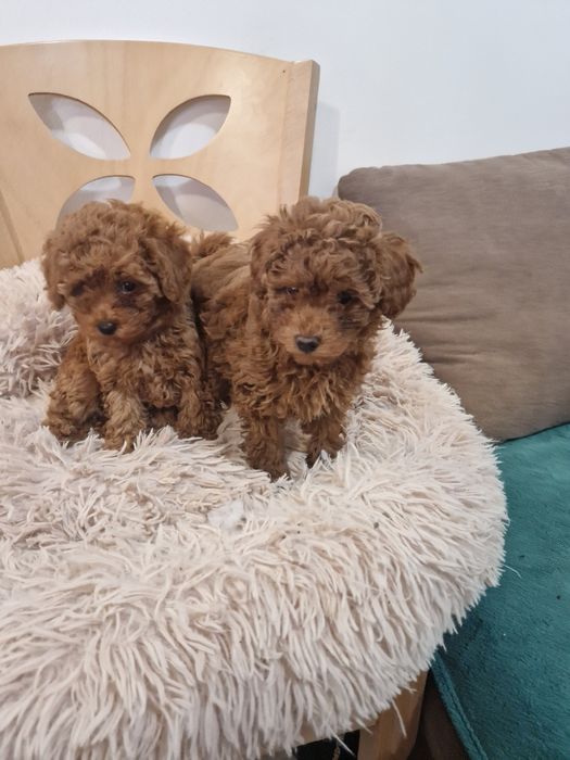 Пудел той бебенца