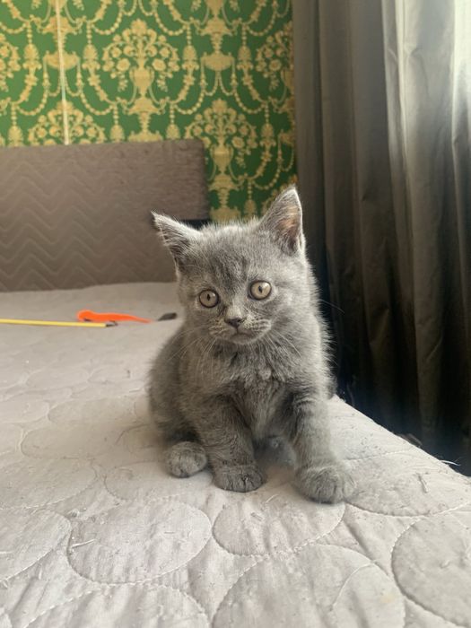 Британски късокосмести котета