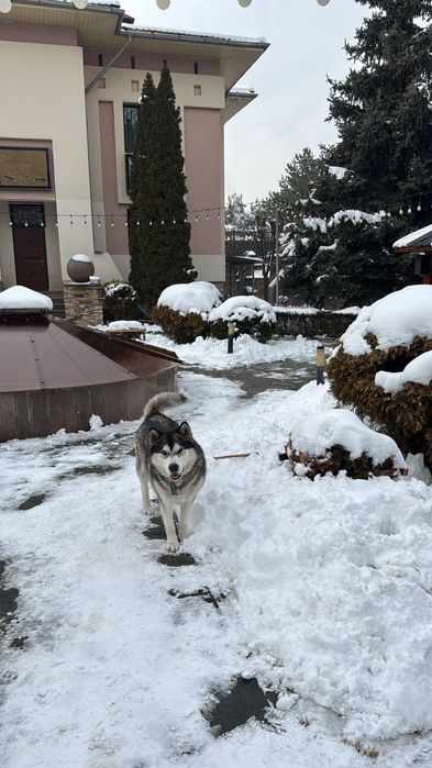 Отдаю собаку хорошие руки