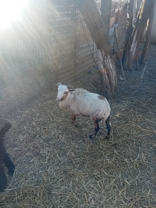 Vand sau schimb berbec de camerun