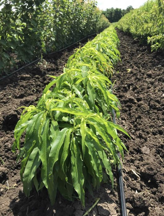 Pomi columnari de calitate superioară soiuri speciale