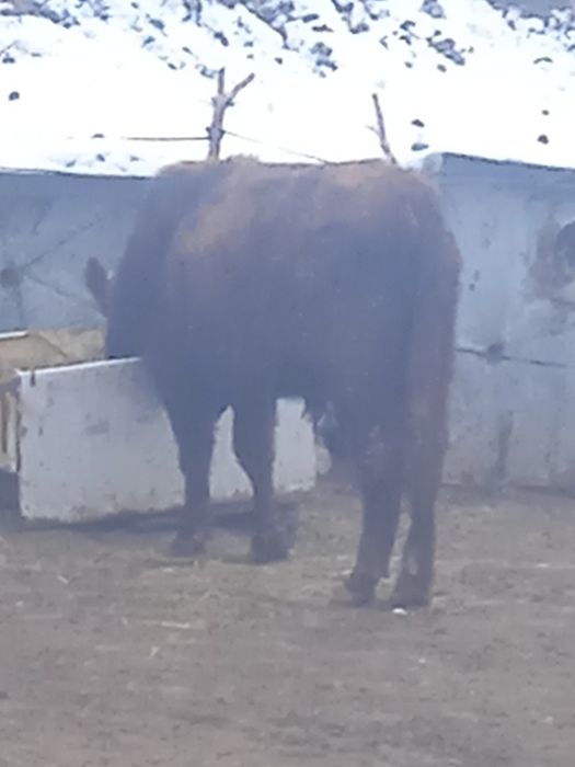 Сиыр бұқа корова сатылады