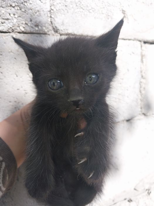 Одтам котят хорошие руки.