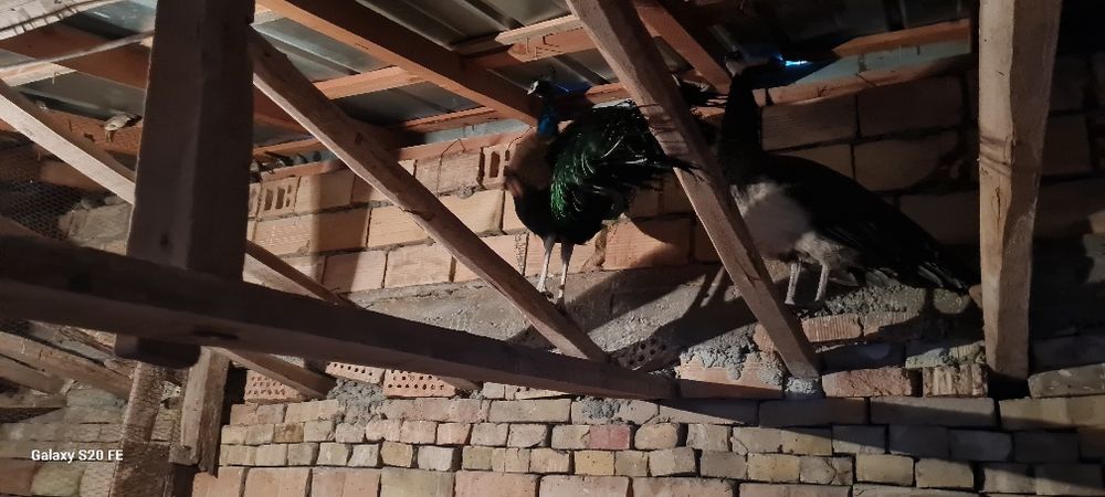 Свободни двойка работна