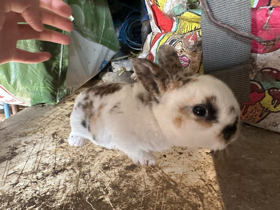 Vand sau schimb iepuri cap de leu si rex pitic