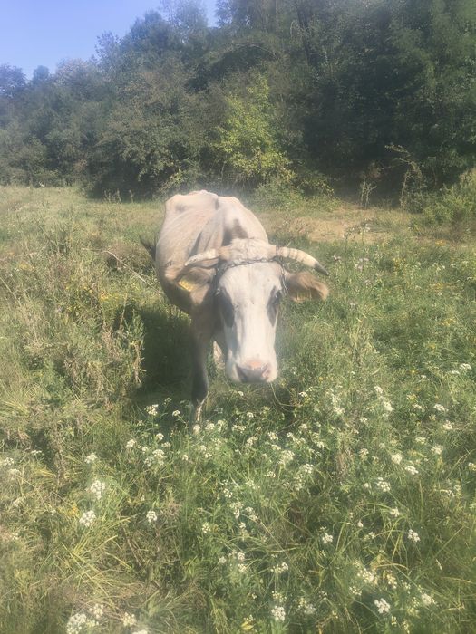 Vaci, caută o casa nouă