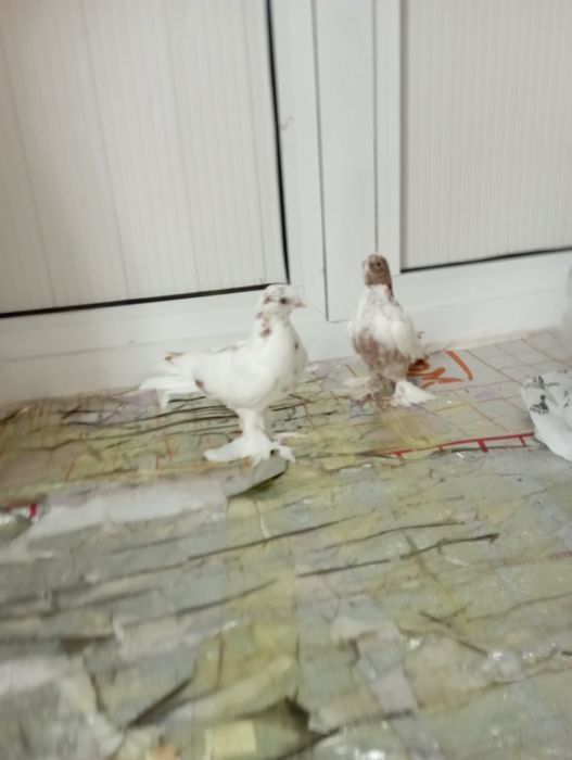 Каптарлар сотилади