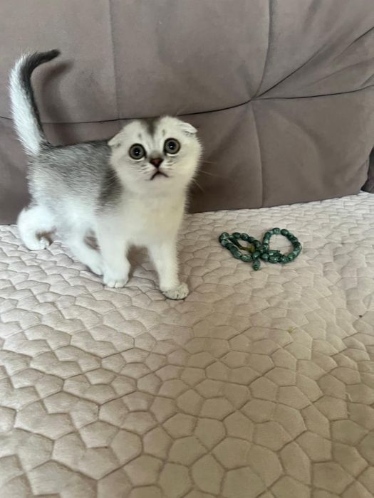 Продается красивый породистый котенок !