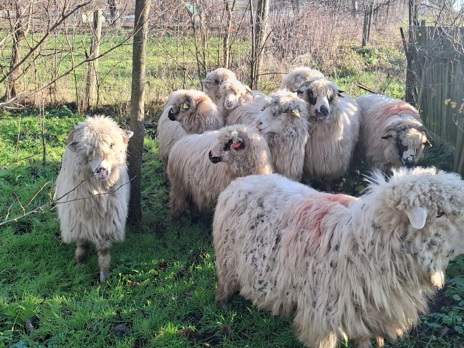 Vând 10 oi țurcane