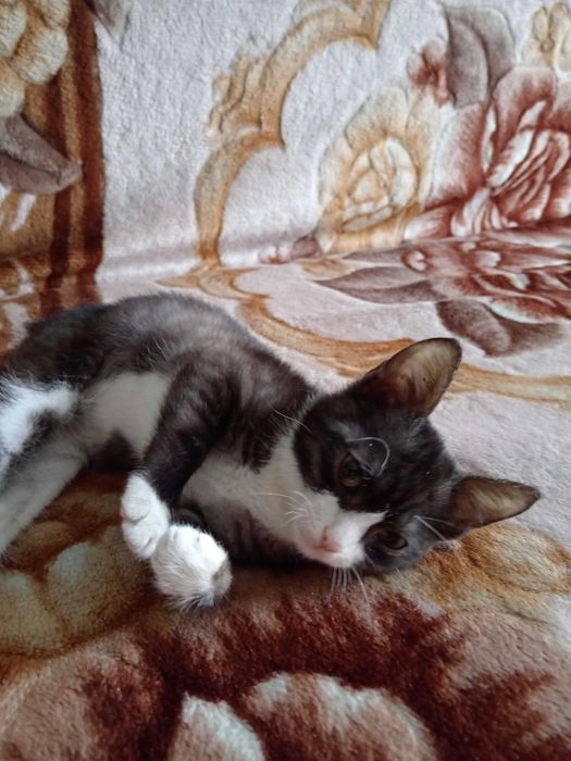 Котёнок мальчик ищет дом.