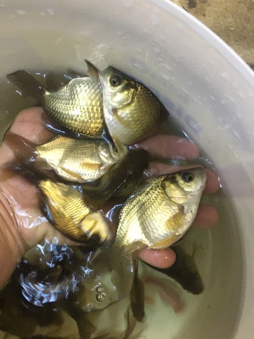 Carasi voalati grasi -ryukin Bacau • OLX.ro