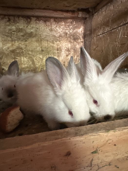 Kaliforniya Quyon bolalari sotiladi  75.dan boshlab  bor yoshiga qarab