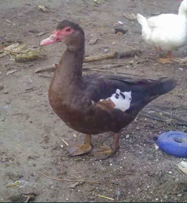 Индоутка мекен кораздар