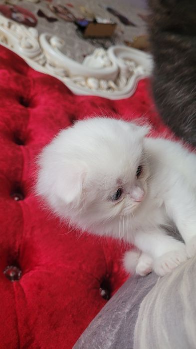 Котята шотландские вислоухие