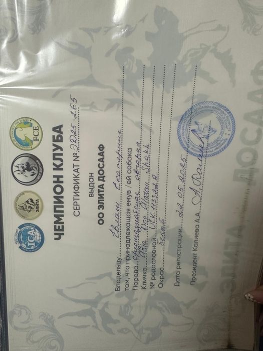 Продается Алабай