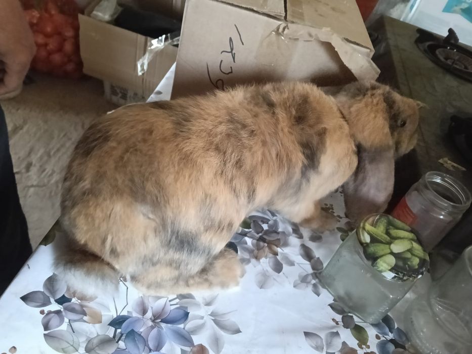 Продам фронсуз бараны и колфорня