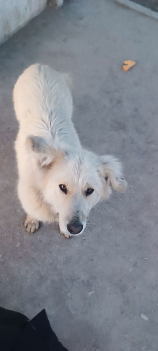 Стерилизованная собака ищет дом