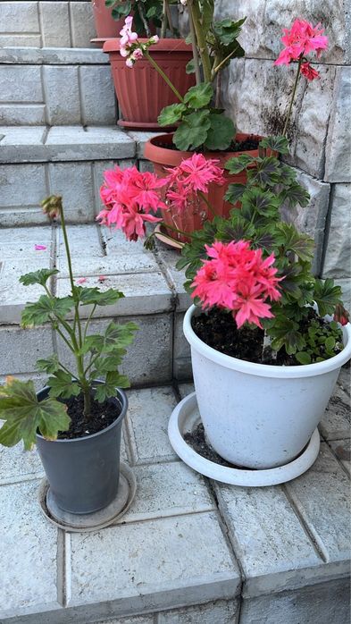 цветы Герань