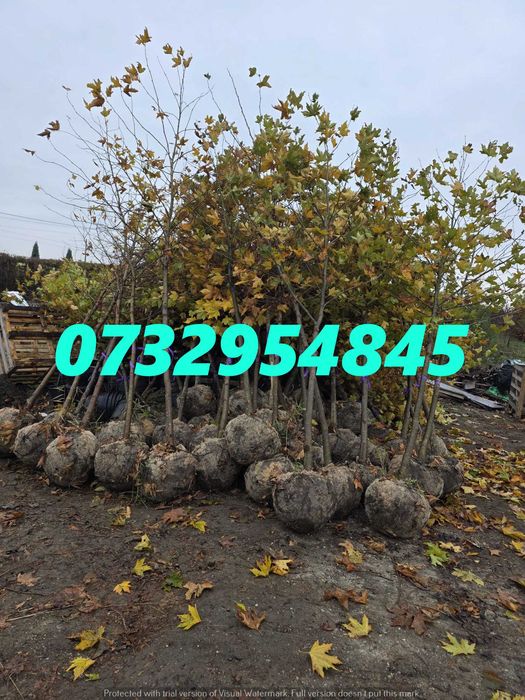 Tei, Mesteacăn, Arțar, Platan, Stejar – Umbră și Estetică